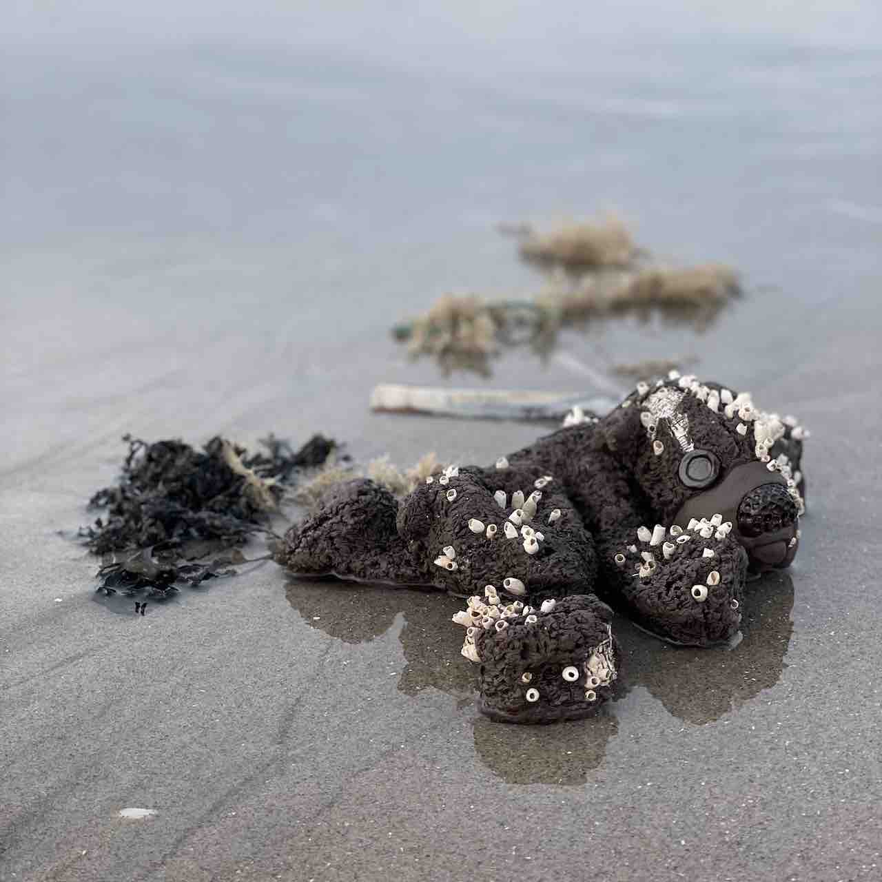 dog with barnacles